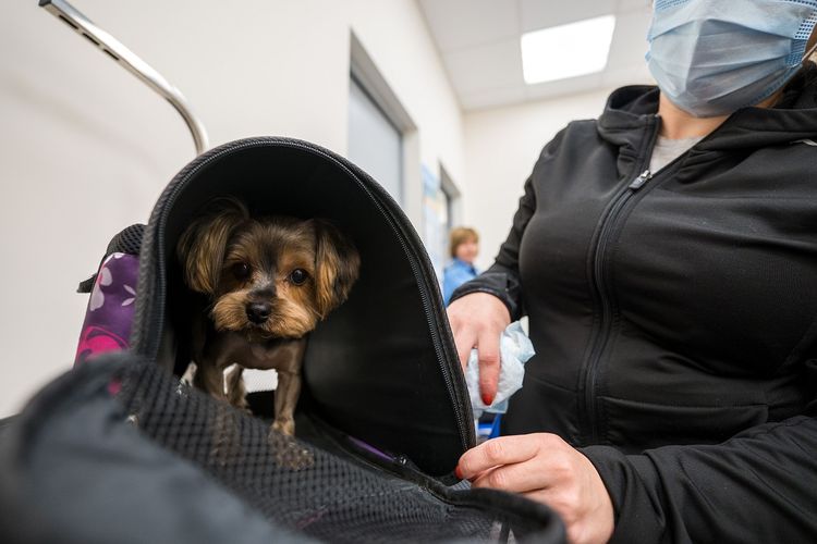 ЕС ужесточил правила ввоза животных из России и Беларуси