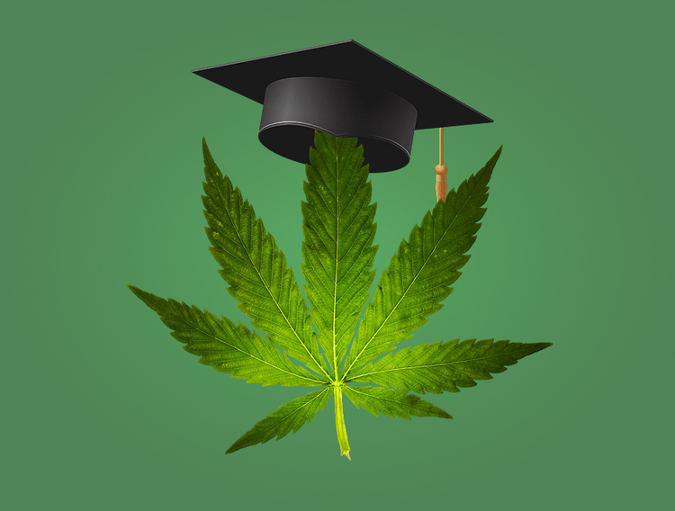 В Португалии будут учить выращивать коноплю