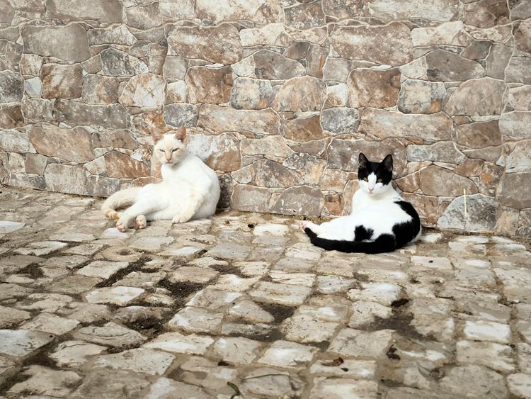 Коты или собаки? Спор на 4 лапы, который разделил мою семью и весь мир